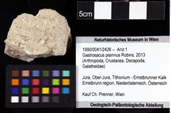 Foto (Objket + Etiketten) von Gastrosacus pisinnus (Robins, 2013) 